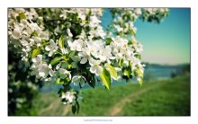 Apfelbaum in voller Blüte. / ***