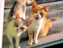Katzen, Rinder) / ***