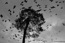 Black dandelion / shot in Iran