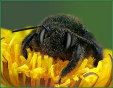 Porträt Holzbienen / ***