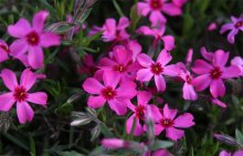 Blumen / ***