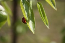 Zärtlichkeit der Natur / ***