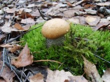 Pilz / ***