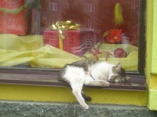 Cat mit Geschenken / ***