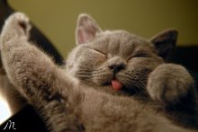 SWEET / ***
