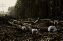 Aus der Serie "Bäume - die gleichen Leute" / ***