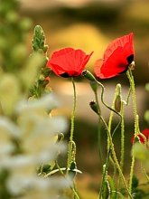 City Blumen .... / ***