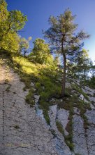 Und auf dem Stein wachsen die Bäume / ***