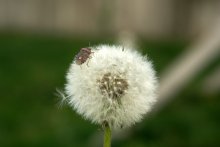 kurze Rast / ***