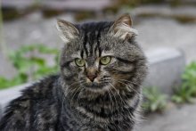 Portrait einer Katze / ***