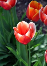 Blümchen / ***