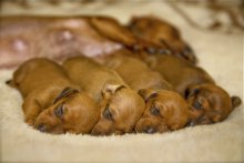 Siesta / ***