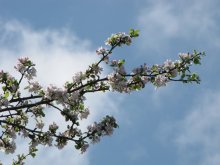 Sakura / ***