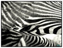 B&W / zoo-park