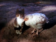 Friends / ***