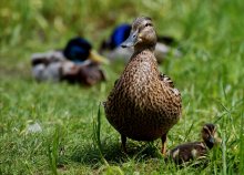 You and Me - Familie Duck)) / ***
