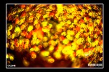 Herbst / ***