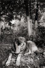Hunde / ***