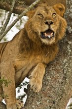 King / ***