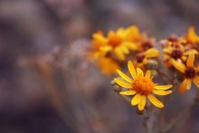 Orange Stimmung / ***