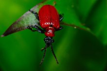 Beetle-Lilie / ***