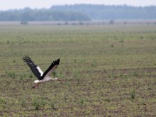 Niedrige Flug / .....