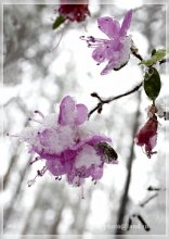 Sumpfporst / ***