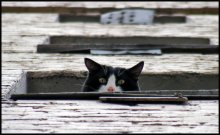 Blick / ***
