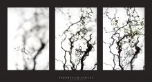 Depth.of.field / ***