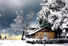 winter / winter in Batumi