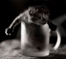 Pussy in einer Tasse / ***