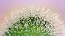 Crystal Glade / ***