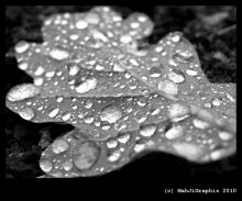 Pearl Licht / macro