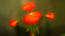 Red Flower / ***