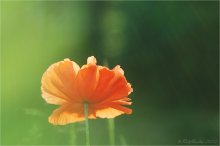 Sunny regen / .....