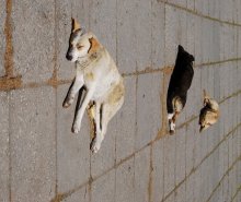 Dogs of Antigravitation. / ***