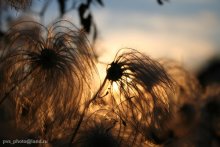 Sonnenuntergang / ***