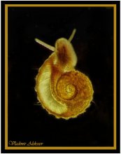 Snail an meiner Wand / ***