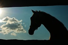 Silhouette. / ***