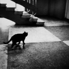 Schlaganfall die Katze / *****