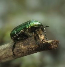 Zufällige Käfer .. / ***