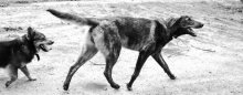 Fünfzehn Hunde)) / ***
