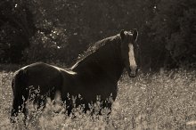Horse. / ***