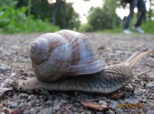 Schnecke / ***