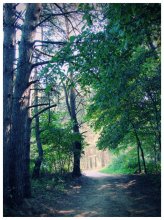 grünen Wald / *******