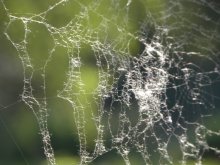 Heritage Arachna / ***
