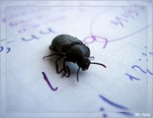 Fragte der gleichen kleinen Handschrift! ... / ***