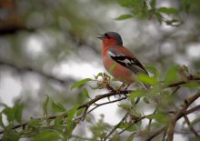 Vogelgesang / ***