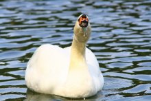 Schwan / ***
