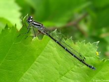 Dragonfly / ***